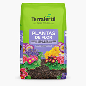 Plantas de Flor (Exterior)