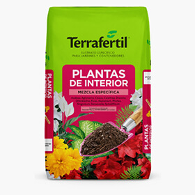 Plantas de interior